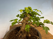 Load image into Gallery viewer, Trident Maple 020