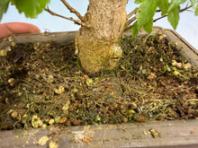 Load image into Gallery viewer, Trident Maple 009