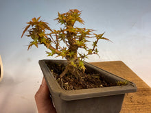 Load image into Gallery viewer, Kotohime Japanese Maple-010