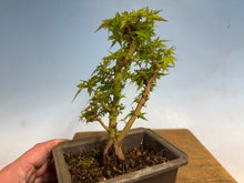 Load image into Gallery viewer, Kotohime Japanese Maple-016