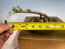 Load image into Gallery viewer, Chinese Elm-Root Cutting 002