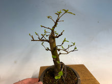 Load image into Gallery viewer, Chinese Quince 002