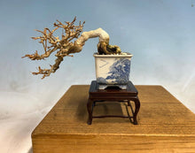 Load image into Gallery viewer, Dwarf Japanese Musk Maple (Premna) Cutting Grown