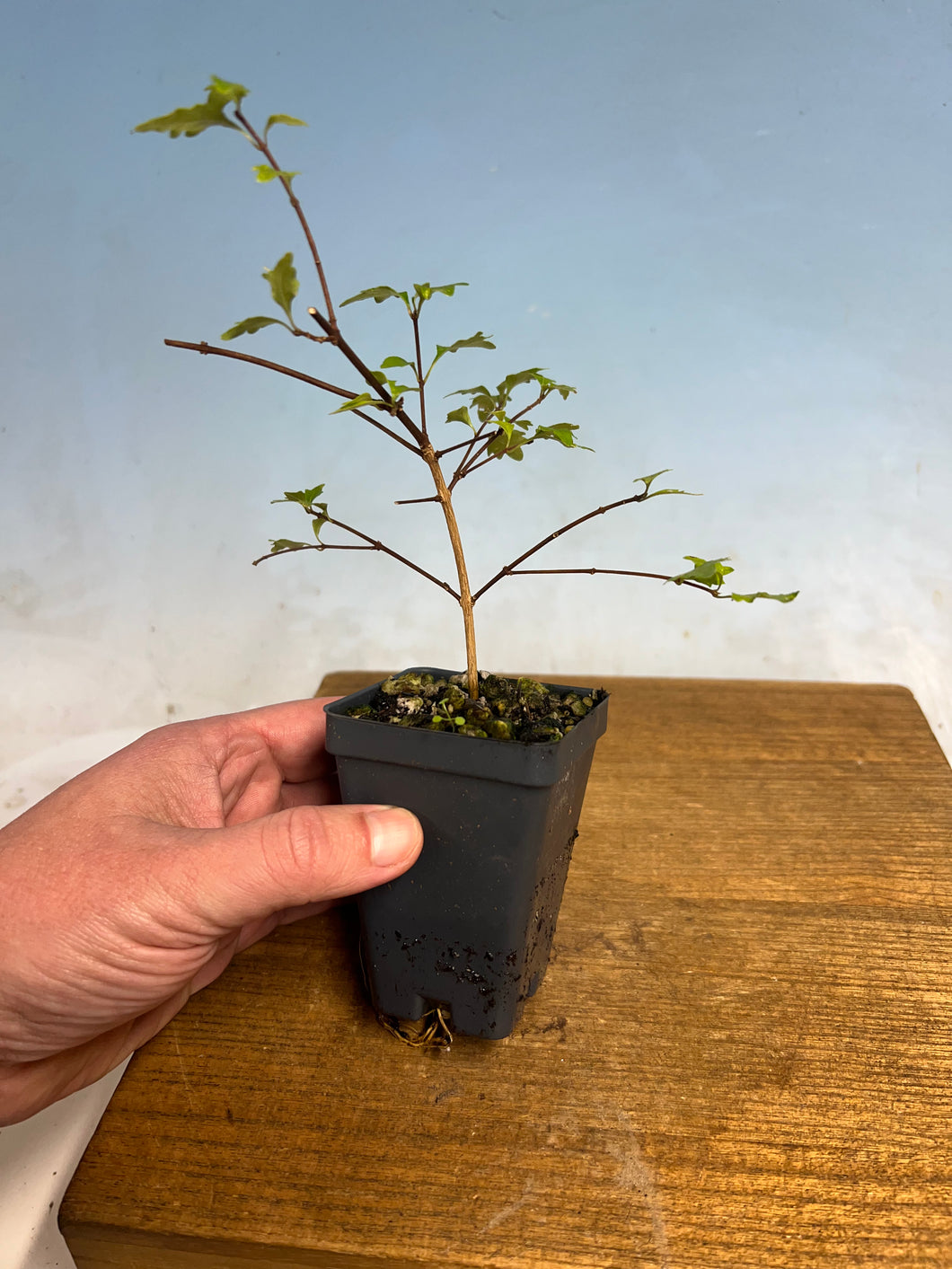 Dwarf Japanese Musk Maple (Premna) Cutting Grown