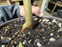 Load image into Gallery viewer, Trident Maple #50