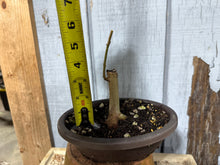 Load image into Gallery viewer, Trident Maple #50