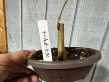 Load image into Gallery viewer, Trident Maple #50