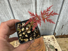 Load image into Gallery viewer, Japanese Lace Leaf Maple, Acer Palmatum ‘dissectum’ 2 yr Seed Grown on their own roots