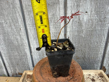 Load image into Gallery viewer, Japanese Lace Leaf Maple, Acer Palmatum ‘dissectum’ 2 yr Seed Grown on their own roots
