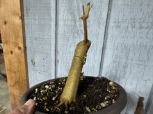 Load image into Gallery viewer, Trident Maple #54