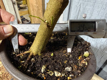 Load image into Gallery viewer, Trident Maple #54