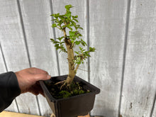 Load image into Gallery viewer, Japanese Crepe Myrtle #1