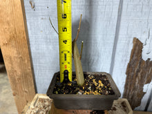 Load image into Gallery viewer, Trident Maple #51