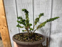 Load image into Gallery viewer, Hinoki Cypress, cutting #1