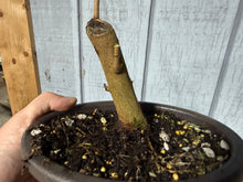 Load image into Gallery viewer, Trident Maple #54