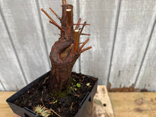 Load image into Gallery viewer, Bald Cypress #6