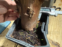 Load image into Gallery viewer, Bald Cypress #3