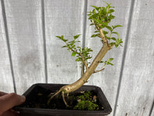 Load image into Gallery viewer, Japanese Crepe Myrtle #1
