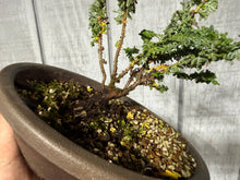 Load image into Gallery viewer, Hinoki Cypress, cutting #1