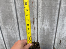 Load image into Gallery viewer, Dawn Redwood (Metasequoia)