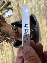 Load image into Gallery viewer, Bald Cypress #3