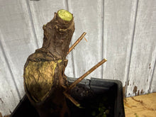 Load image into Gallery viewer, Bald Cypress #4