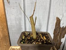 Load image into Gallery viewer, Trident Maple #51