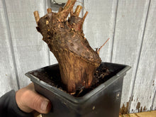 Load image into Gallery viewer, Bald Cypress #1