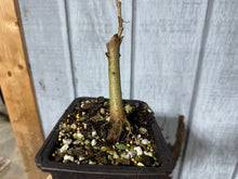 Load image into Gallery viewer, Trident Maple #52