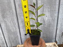 Load image into Gallery viewer, Gumi, Eleagnus, Silverberry, Unique Unknown Variety