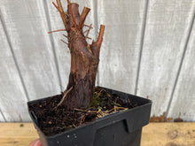 Load image into Gallery viewer, Bald Cypress #6