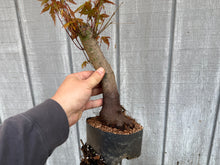Load image into Gallery viewer, Acer Palmatum, Japanese Maple, #2