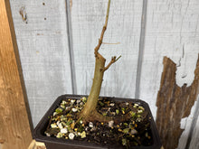 Load image into Gallery viewer, Trident Maple #52
