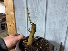 Load image into Gallery viewer, Trident Maple #54