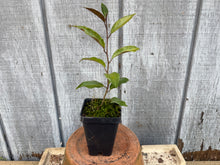 Load image into Gallery viewer, Gumi, Eleagnus, Silverberry, Unique Unknown Variety