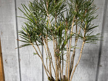 Load image into Gallery viewer, 17 Tree Japanese Black Pine Clump