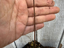 Load image into Gallery viewer, Dawn Redwood (Metasequoia)