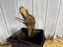 Load image into Gallery viewer, Bald Cypress #4