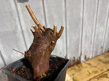 Load image into Gallery viewer, Bald Cypress #1