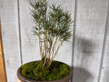 Load image into Gallery viewer, 17 Tree Japanese Black Pine Clump