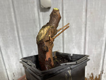 Load image into Gallery viewer, Bald Cypress #4
