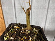 Load image into Gallery viewer, Trident Maple #52