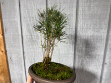 Load image into Gallery viewer, 17 Tree Japanese Black Pine Clump