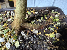 Load image into Gallery viewer, Trident Maple #52
