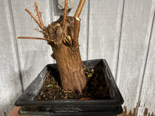 Load image into Gallery viewer, Bald Cypress #2