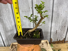 Load image into Gallery viewer, Japanese Crepe Myrtle #1