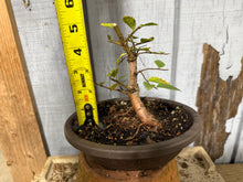 Load image into Gallery viewer, Chinese Elm, Root Cutting #1