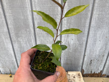 Load image into Gallery viewer, Gumi, Eleagnus, Silverberry, Unique Unknown Variety
