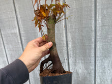 Load image into Gallery viewer, Acer Palmatum, Japanese Maple, #2