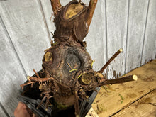 Load image into Gallery viewer, Bald Cypress #3